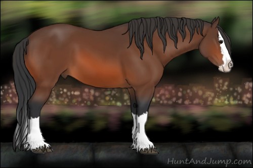 Horse Color:Bay Sabino Splash 