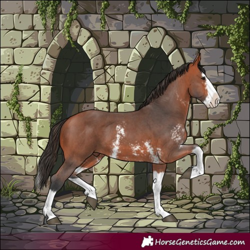 Horse Color:Bay Sabino Splash 