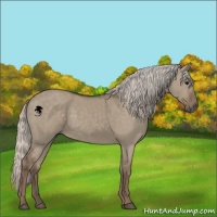Horse Color:Silver Grullo 