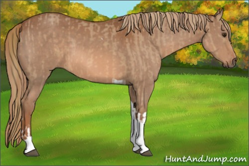 Horse Color:Red Dun Tobiano  and Chestnut Tobiano 