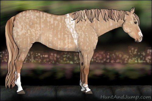 Horse Color:Red Dun Tobiano and Red Dun Splash Tobiano