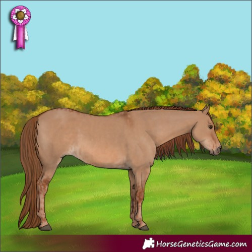Horse Color:Red Dun  and Red Dun 