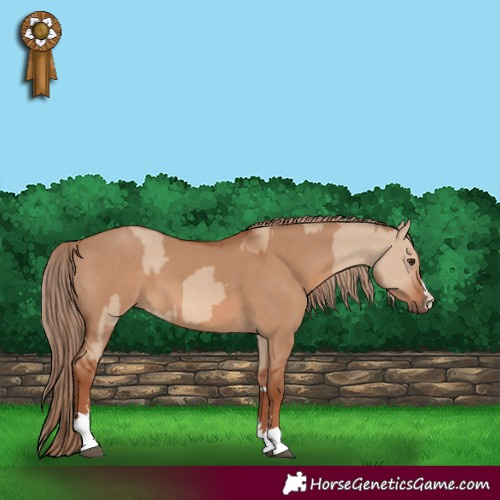 Horse Color:Red Dun  and Red Dun 