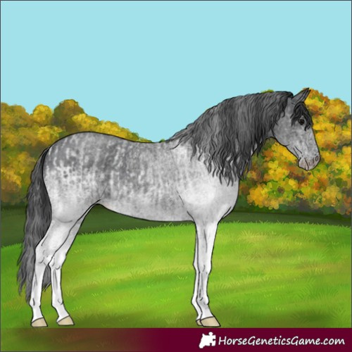 Horse Color:White Spotted Blue Roan Rabicano  and White Spotted Blue Roan Rabicano 