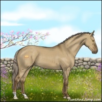 Horse Color:Chocolate Palomino Dun 