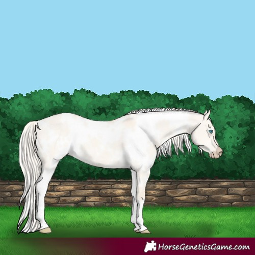 Horse Color:White Spotted Cremello Dun