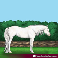 Horse Color:White Spotted Cremello Dun 