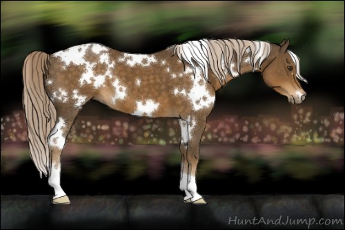 Horse Color:White Spotted Chocolate Palomino