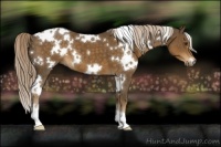 Horse Color:White Spotted Chocolate Palomino 