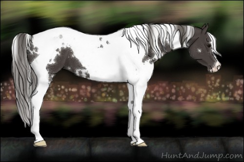 Horse Color:White Spotted Smoky Black Tobiano 
