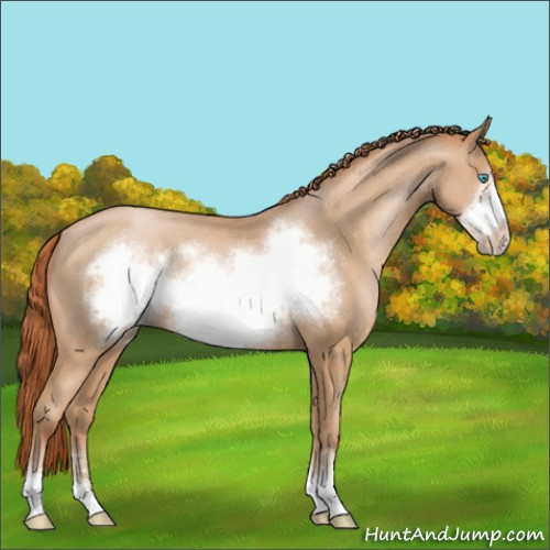 Horse Color:Buckskin Pearl Sabino Frame