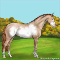 Horse Color:Buckskin Pearl Sabino Frame