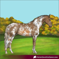 Horse Color:White Spotted Chocolate Palomino 