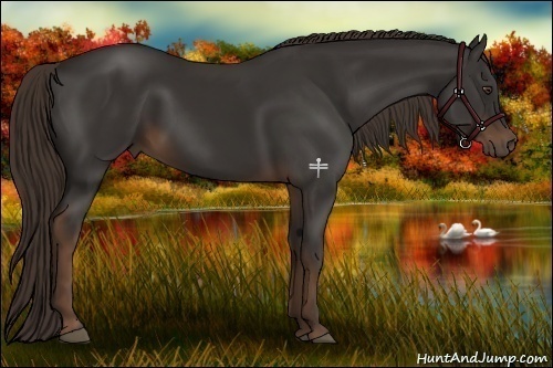 Horse Color:Liver Chestnut Rabicano 