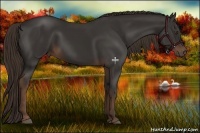 Horse Color:Liver Chestnut Rabicano 