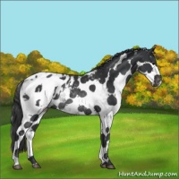 Horse Color:White Spotted Black Splash Appaloosa Rabicano
