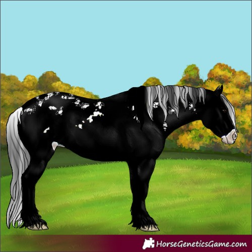 Horse Color:Black Ice Sabino Splash 