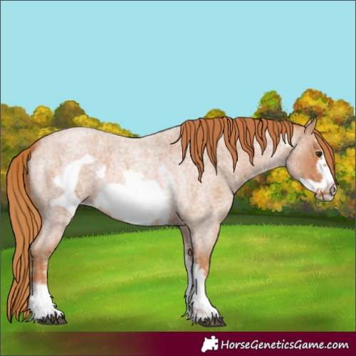 Horse Color:Red Roan Sabino Frame 