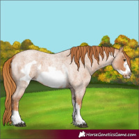 Horse Color:Red Roan Sabino Frame