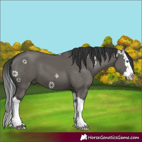Horse Color:Grullo Splash 