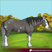 Horse Color:Grullo Splash 