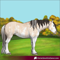 Horse Color:Bay Dun Sabino Splash