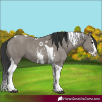 Horse Color:Grullo Sabino Splash Tobiano 