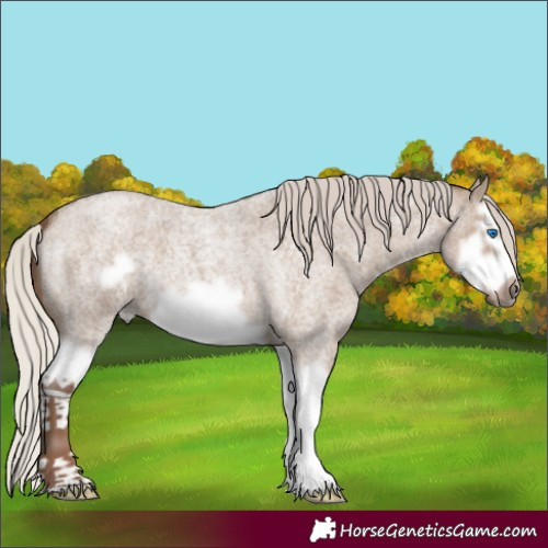 Horse Color:Silver Grullo Roan Splash Frame