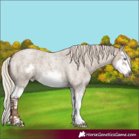 Horse Color:Silver Grullo Roan Splash Frame