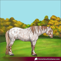 Horse Color:Red Roan Appaloosa 