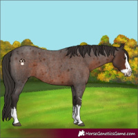 Horse Color:Liver Red Roan Sabino Splash 