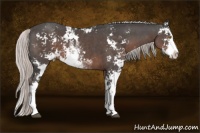 Horse Color:Silver Black Sabino 
