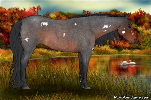 Horse Color:White Spotted Brown Roan 