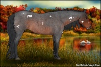 Horse Color:White Spotted Brown Roan 