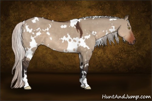 Horse Color:White Spotted Silver Brown Dun 