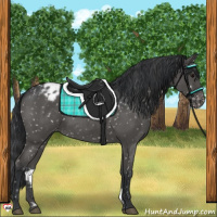 Horse Color:Blue Roan Appaloosa