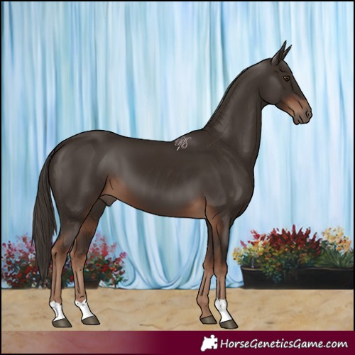 Horse Color:Liver Chestnut 