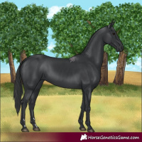 Horse Color:Black 