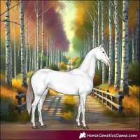 Horse Color:Chestnut Appaloosa 