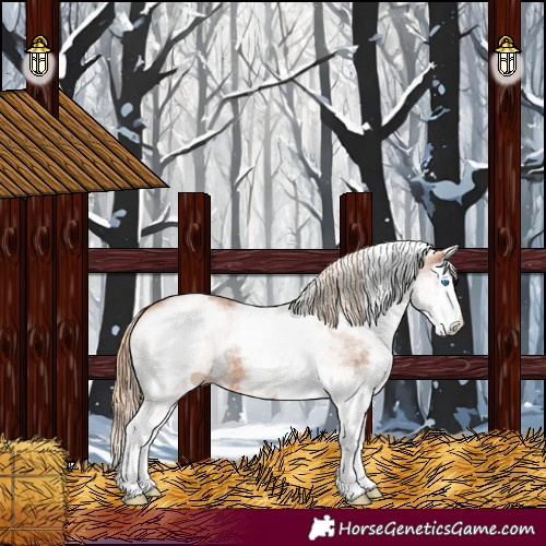 Horse Color:White Spotted Chestnut Splash Rabicano 