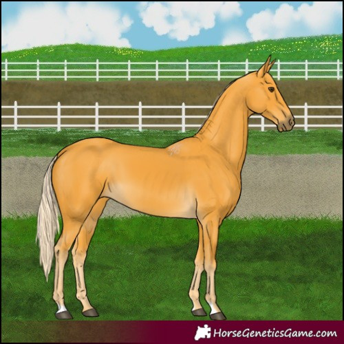 Horse Color:Palomino 