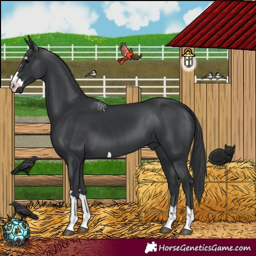 Horse Color:Black 