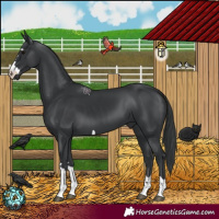 Horse Color:Black 