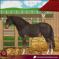 Horse Color:Liver Chestnut 