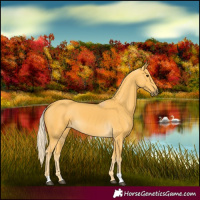 Horse Color:Palomino