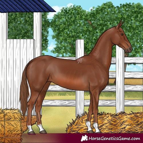 Horse Color:Chestnut 