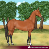 Horse Color:Bay 