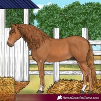Horse Color:Chestnut 