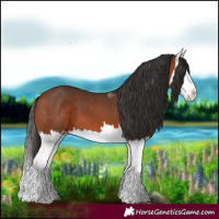 Horse Color:Bay Splash 
