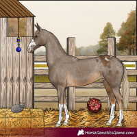 Horse Color:Chocolate Palomino Appaloosa